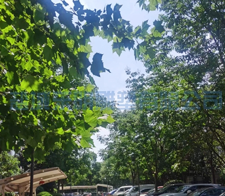 园林景观